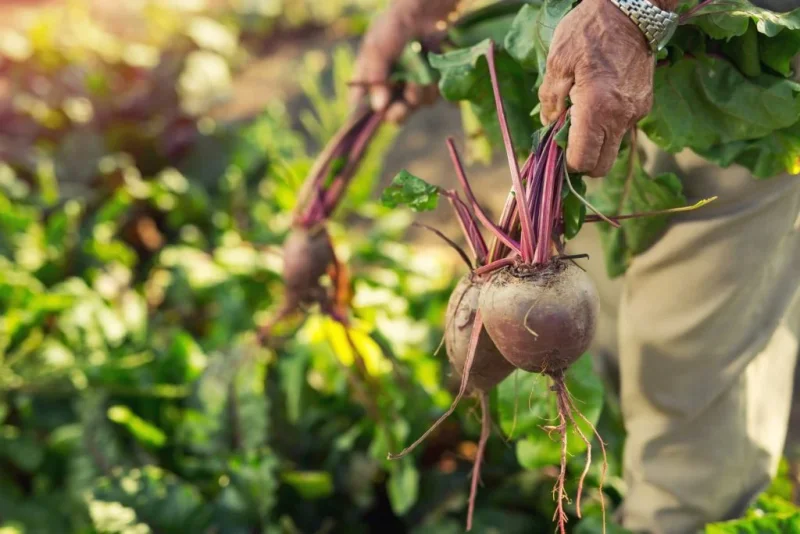 agroecologia